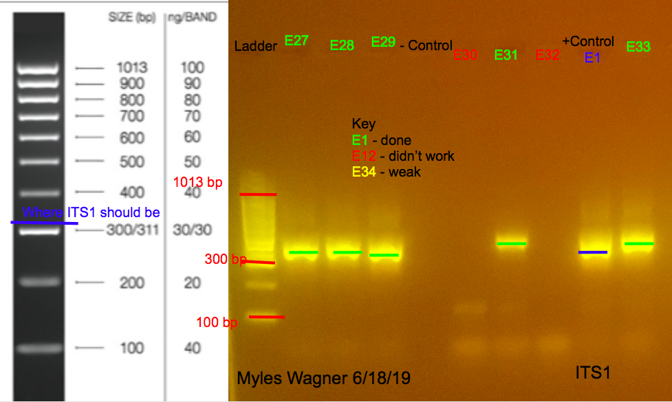 06-18-19_ITS1_Gel5