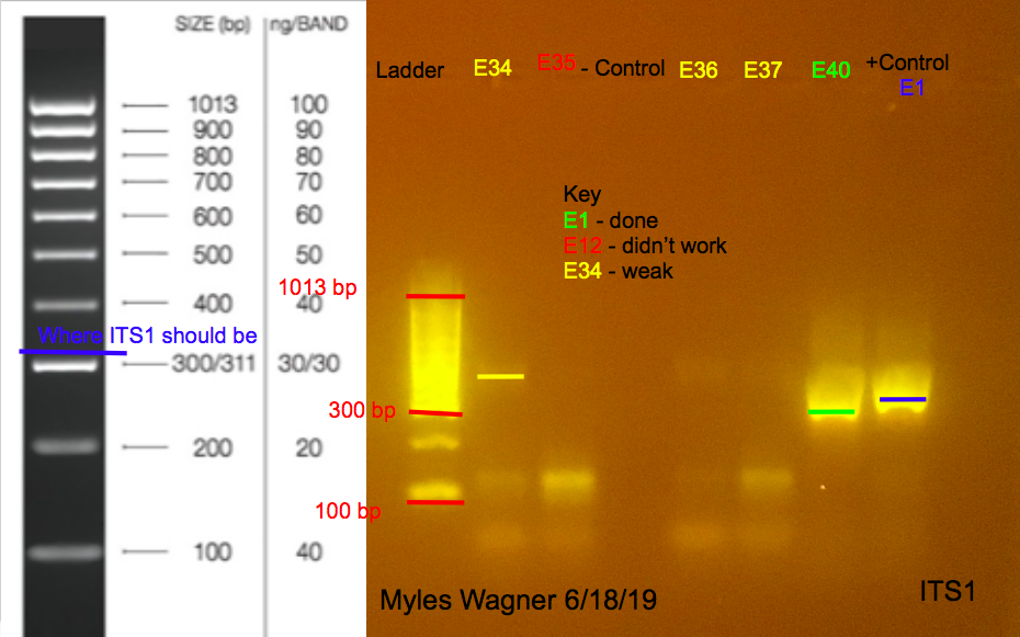 06-18-19_ITS1_Gel6