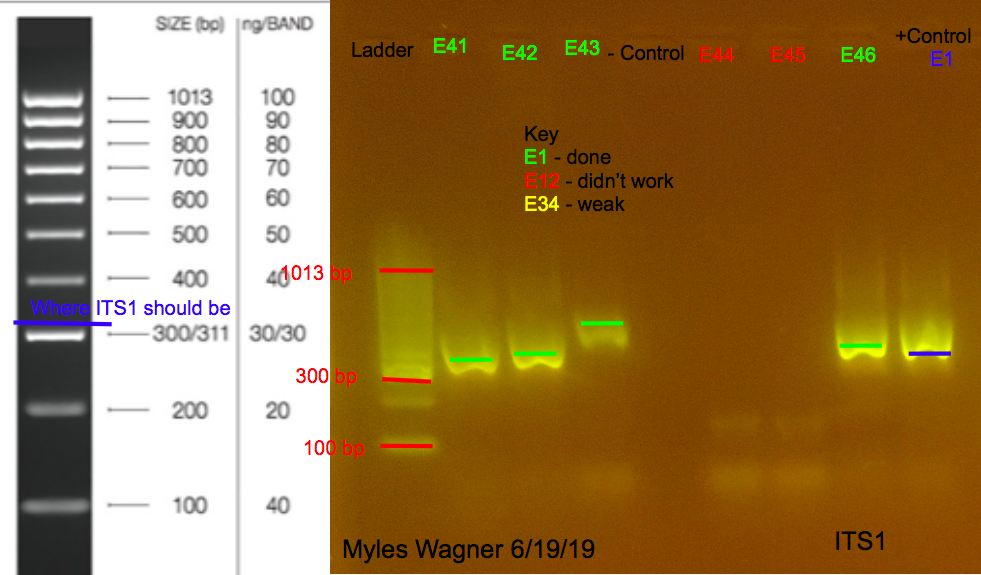 06-19-19_ITS1_Gel1
