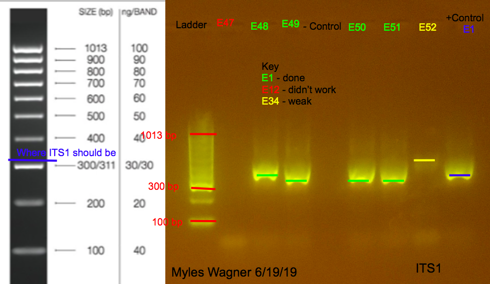 06-19-19_ITS1_Gel2