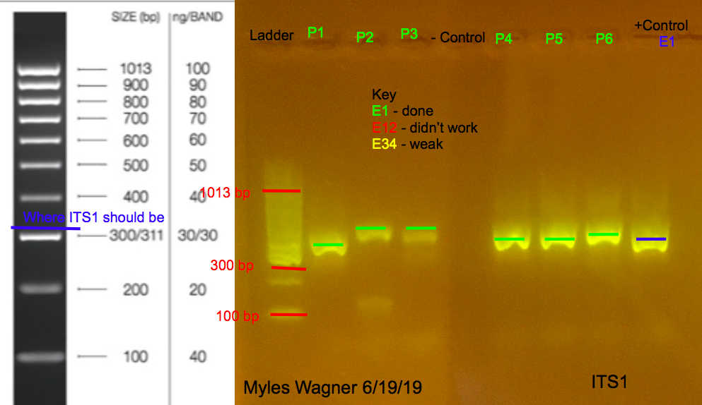 06-19-19_ITS1_Gel3