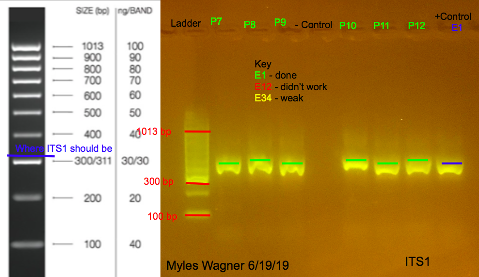 06-19-19_ITS1_Gel4