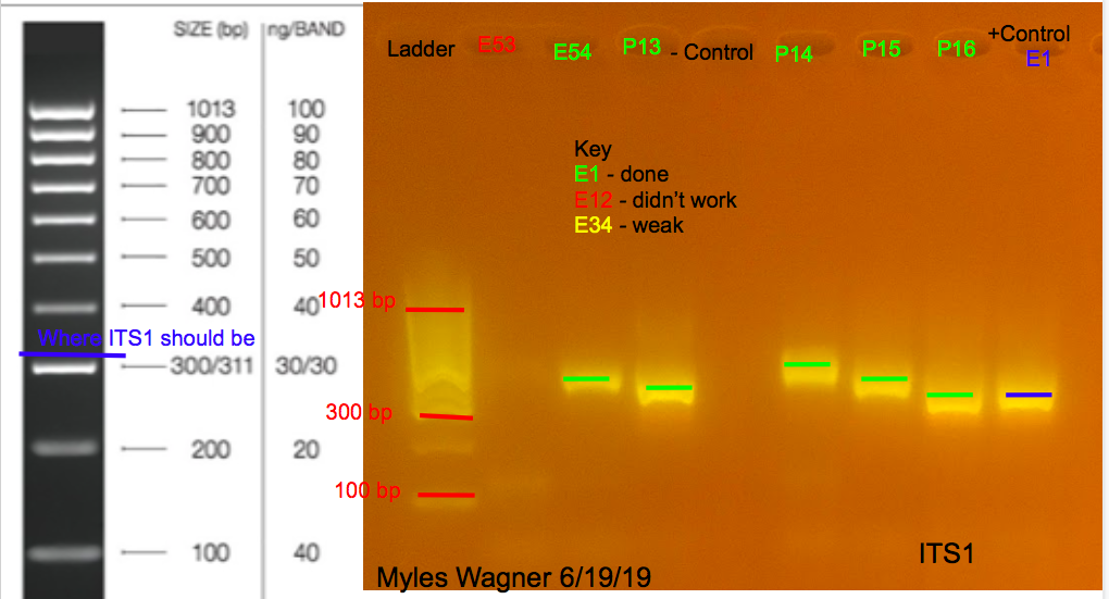 06-19-19_ITS1_Gel5