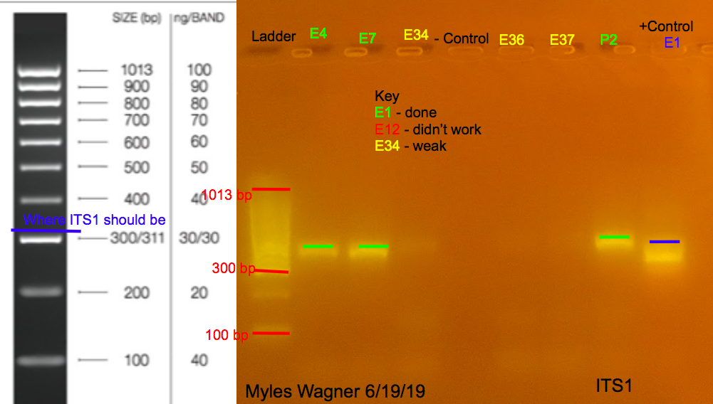 06-19-19_ITS1_Gel6