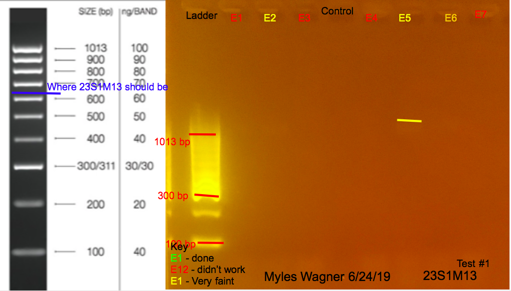 6/24/19 23S1M13 Gel #1 06-24-19_23S1M13_Gel1