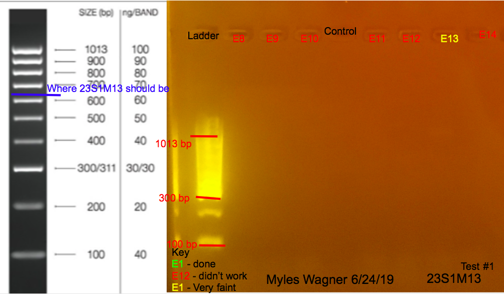 6/24/19 23S1M13 Gel #2 06-24-19_23S1M13_Gel2