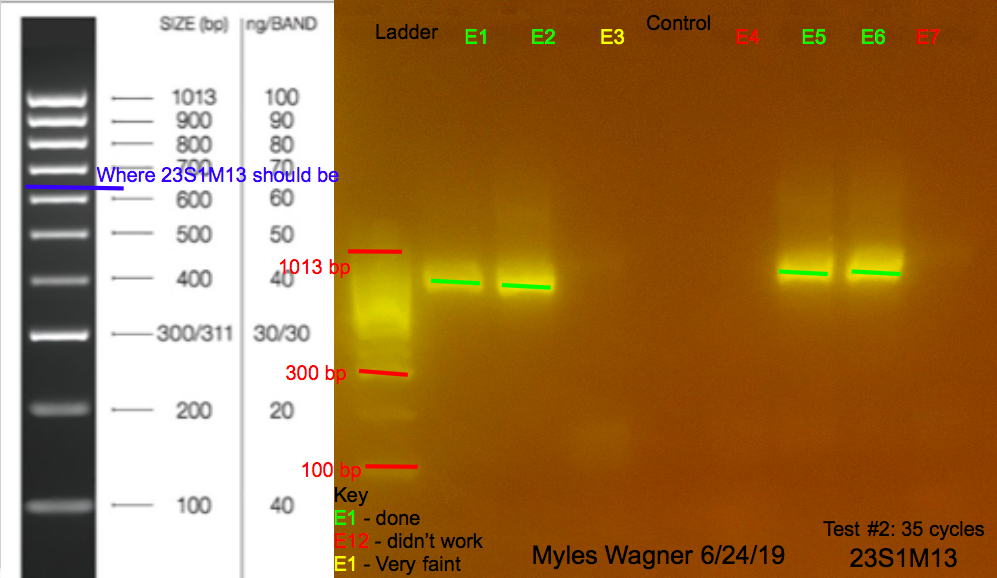 6/24/19 23S1M13 Gel #3 06-24-19_23S1M13_Gel3