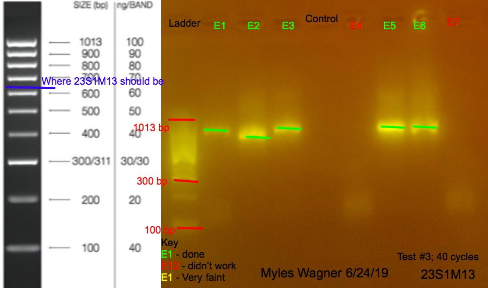 6/24/19 23S1M13 Gel #4 06-24-19_23S1M13_Gel4