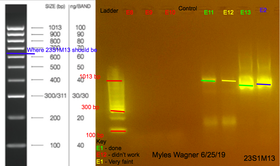 6/25/19 23S1M13 Gel #1 06-25-19_23S1M13_Gel1