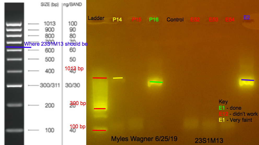 6/25/19 23S1M13 Gel #10 06-25-19_23S1M13_Gel10