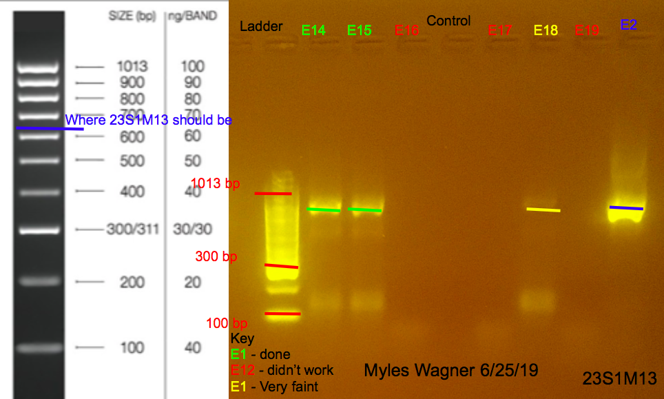 6/25/19 23S1M13 Gel #2 06-25-19_23S1M13_Gel2