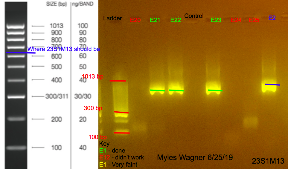 6/25/19 23S1M13 Gel #3 06-25-19_23S1M13_Gel3