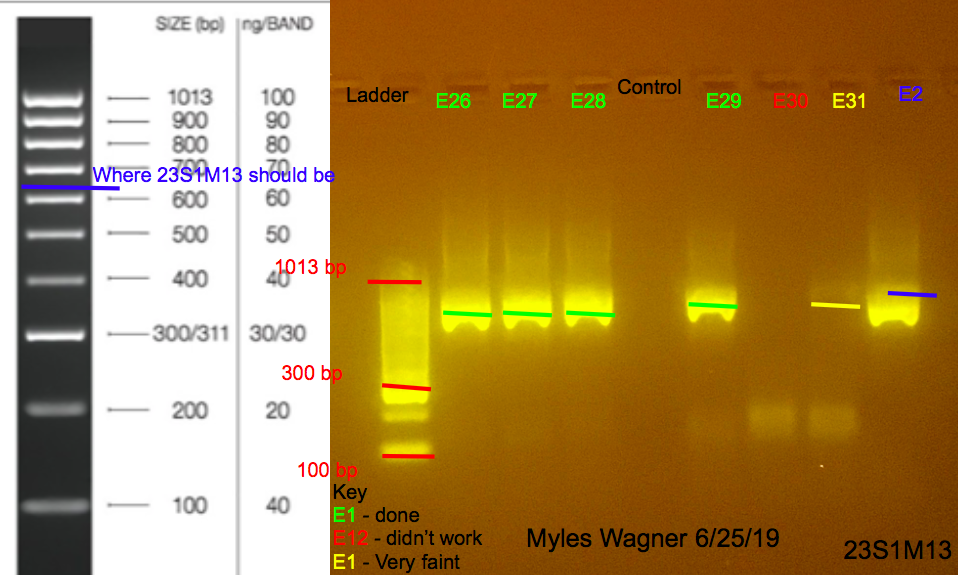 6/25/19 23S1M13 Gel #4 06-25-19_23S1M13_Gel4
