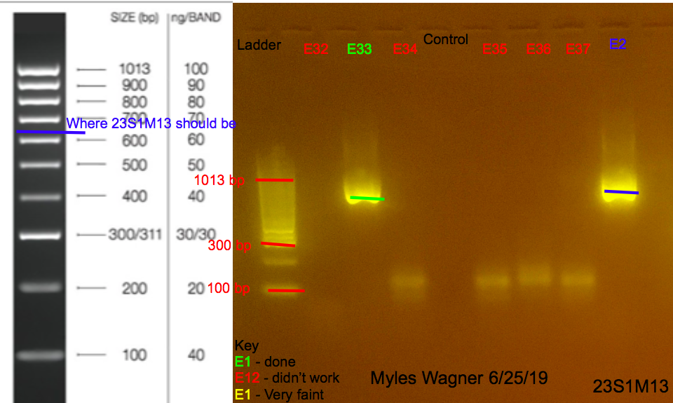 06-25-19_23S1M13_Gel5