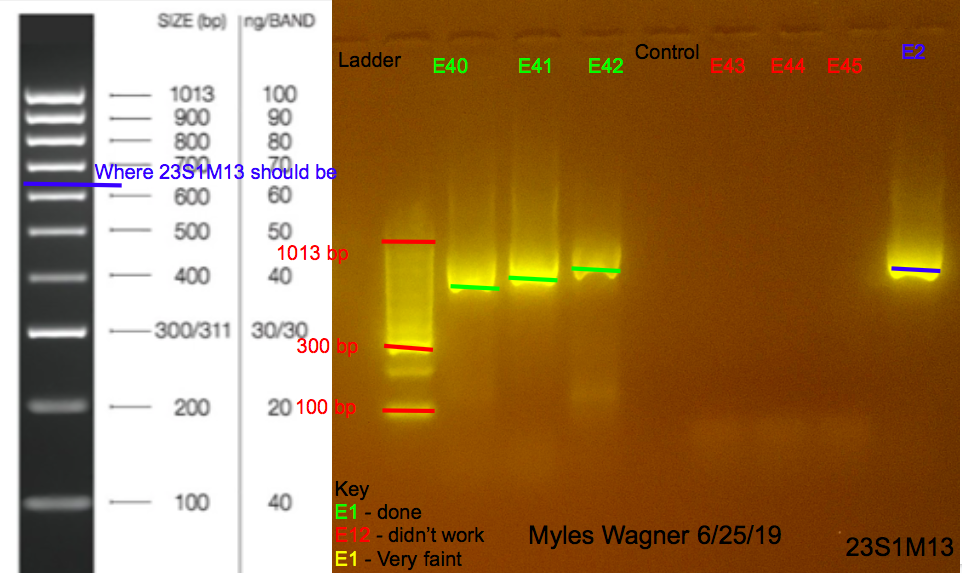 06-25-19_23S1M13_Gel6