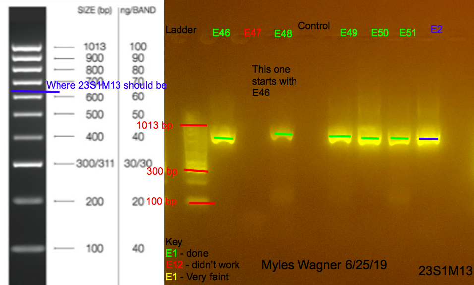 06-25-19_23S1M13_Gel7