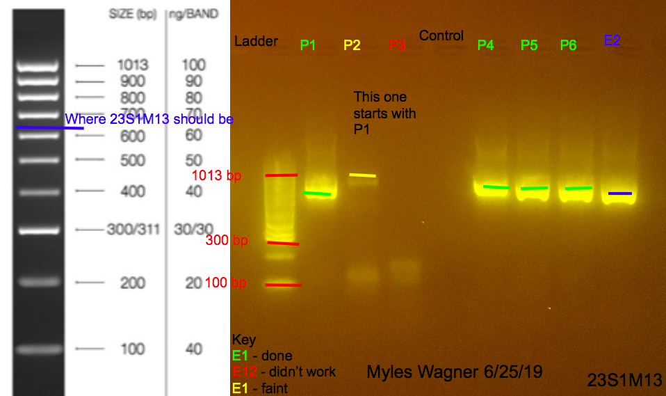 06-25-19_23S1M13_Gel8
