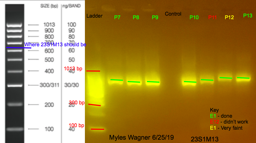 6/25/19 23S1M13 Gel #9 06-25-19_23S1M13_Gel9