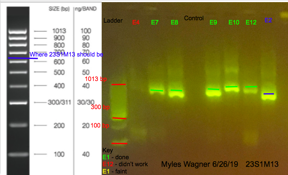 06-26-19_23S1M13_Gel1