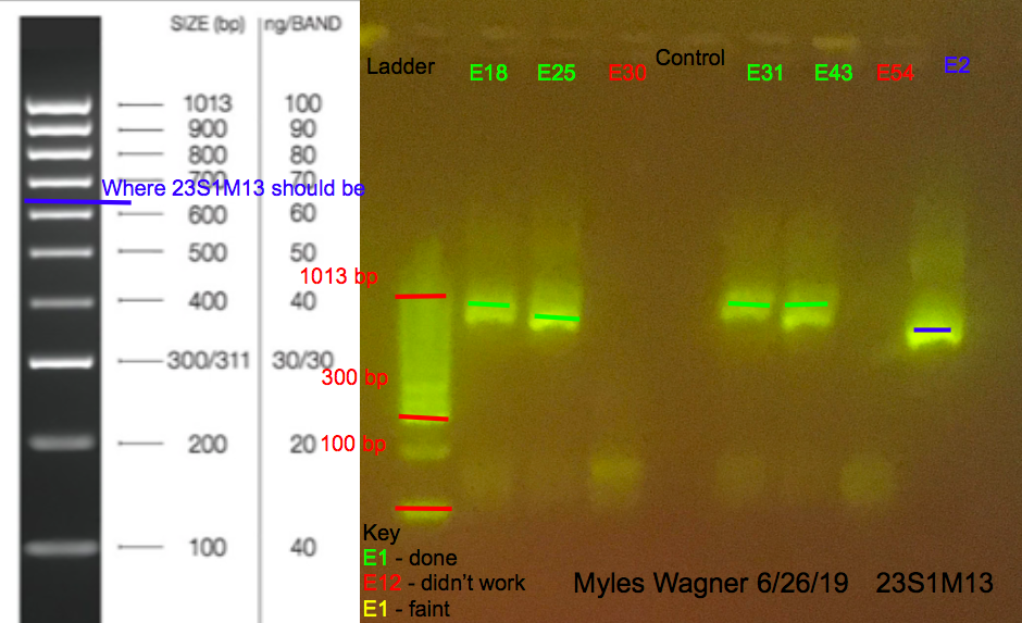 06-25-19_23S1M13_Gel2