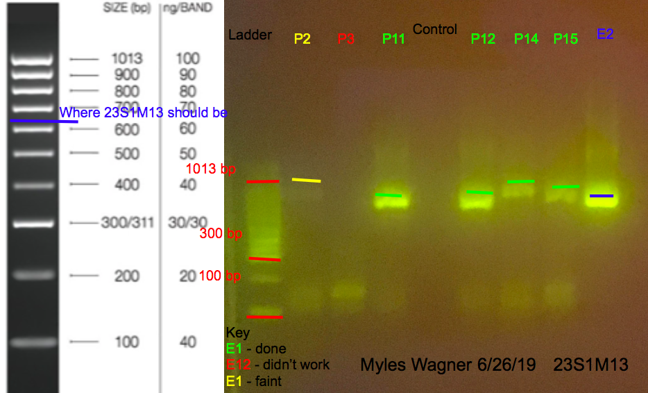 6/26/19 23S1M13 Gel #3 06-26-19_23S1M13_Gel3