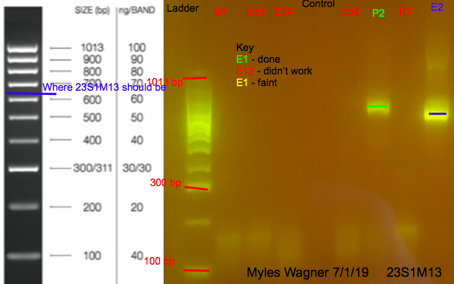 07-01-19_23S1M13_Gel1