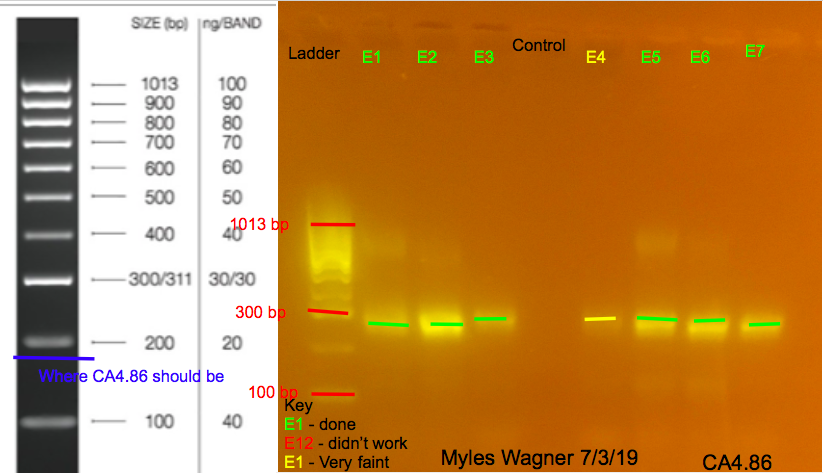 07-03-19_CA4_Gel1