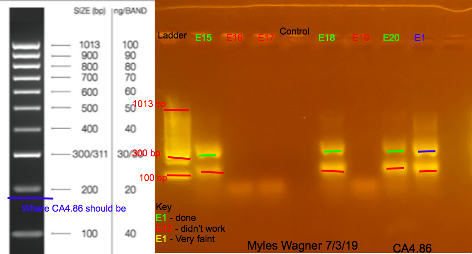 7/03/19 CA4 Gel #3 07-03-19_CA4_Gel3