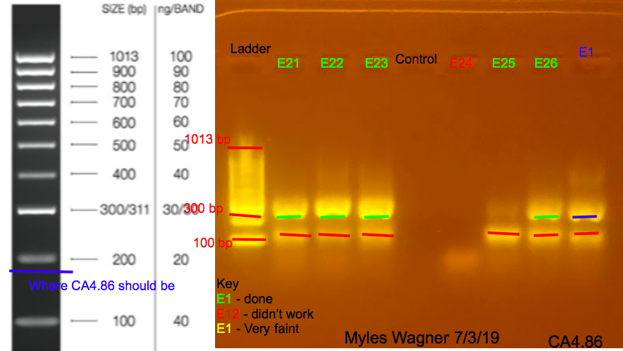 7/03/19 CA4 Gel #4 07-03-19_CA4_Gel4