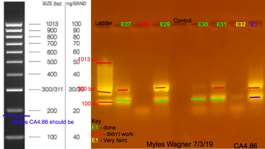 7/3/19 CA4 Gel #5 07-03-19_CA4_Gel5