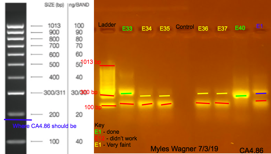 7/3/19 CA4 Gel #6 07-03-19_CA4_Gel6