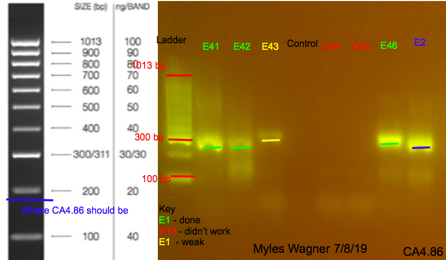 7/8/19 CA4 Gel #1 07-08-19_CA4_Gel1