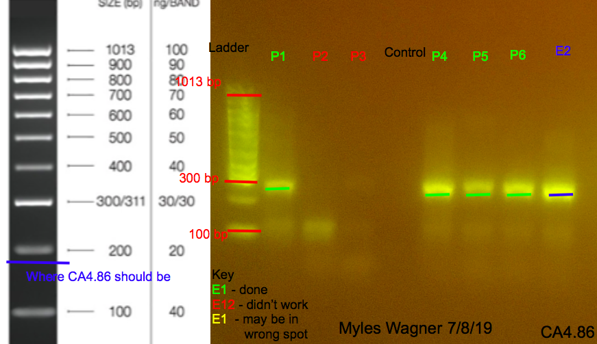 7/8/19 CA4 Gel #3 07-08-19_CA4_Gel3
