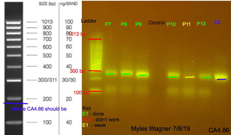 07-08-19_CA4_Gel4