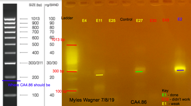 07-08-19_CA4_Gel5