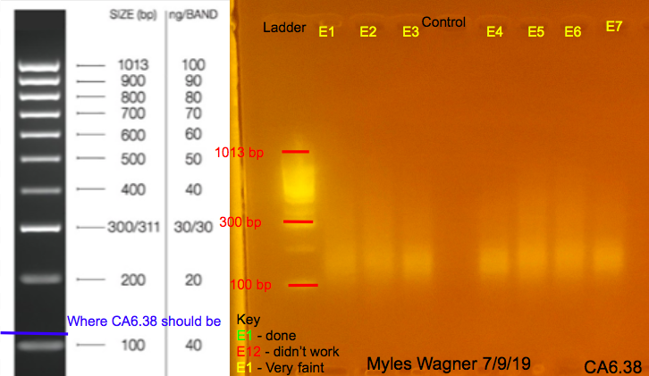 07-09-19_CA6_Gel1