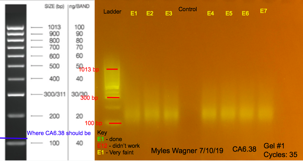 07-10-19_CA6_Gel1
