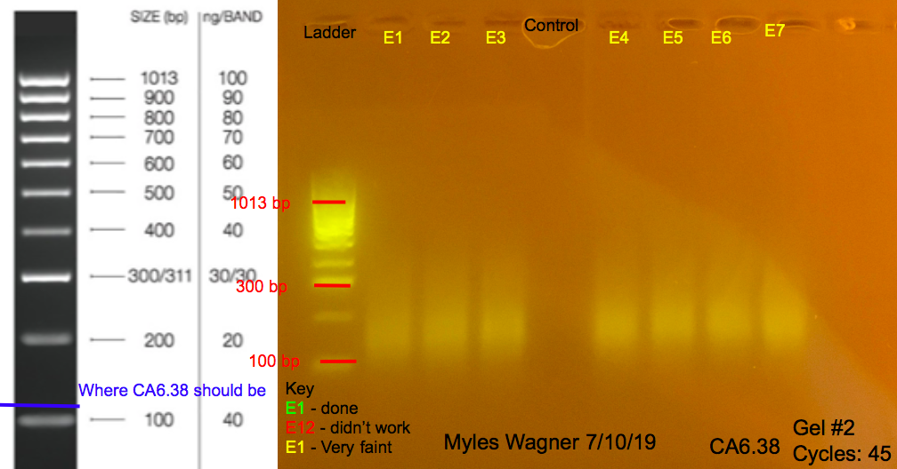 07-10-19_CA6_Gel2