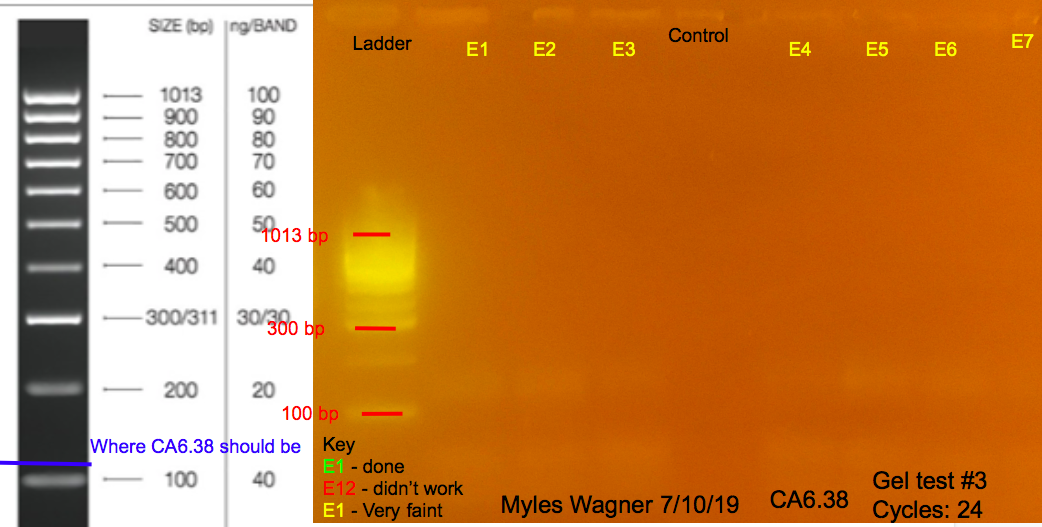 07-10-19_CA6_Gel3