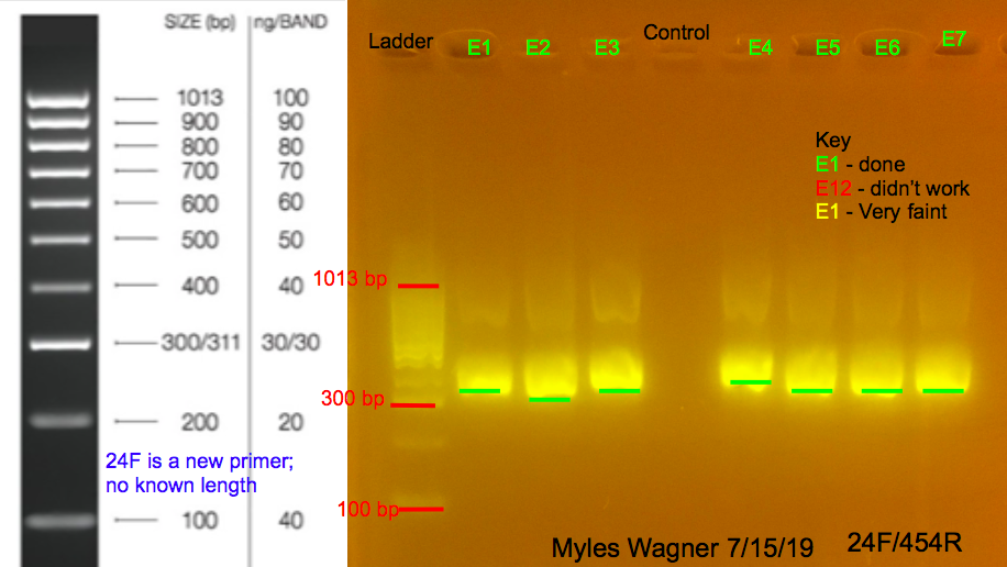 7/15/19 24F Gel #1 07-15-19_24F_Gel1