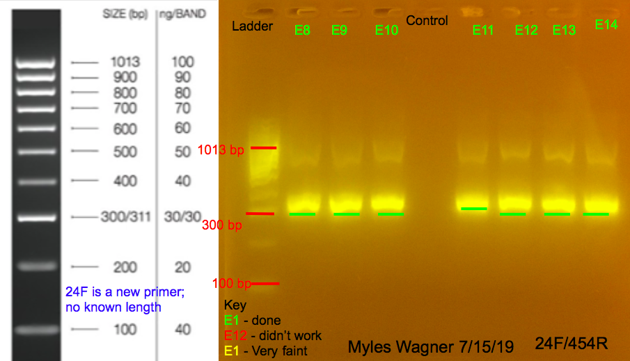 7/15/19 24F Gel #2 07-15-19_24F_Gel2