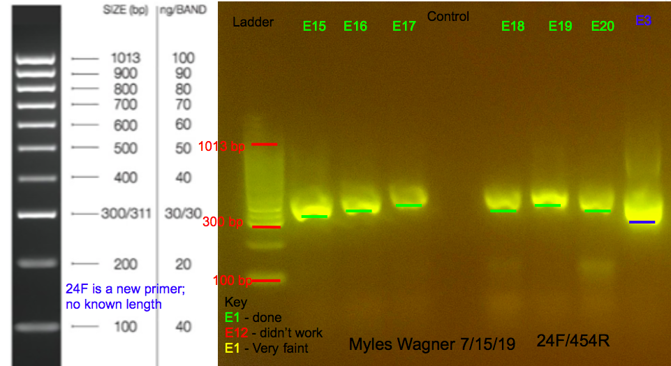 7/16/19 24F Gel #1 07-16-19_24F_Gel1