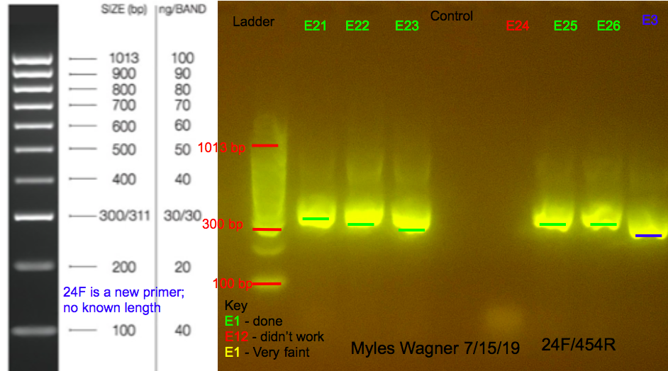 7/16/19 24F Gel #2 07-16-19_24F_Gel2