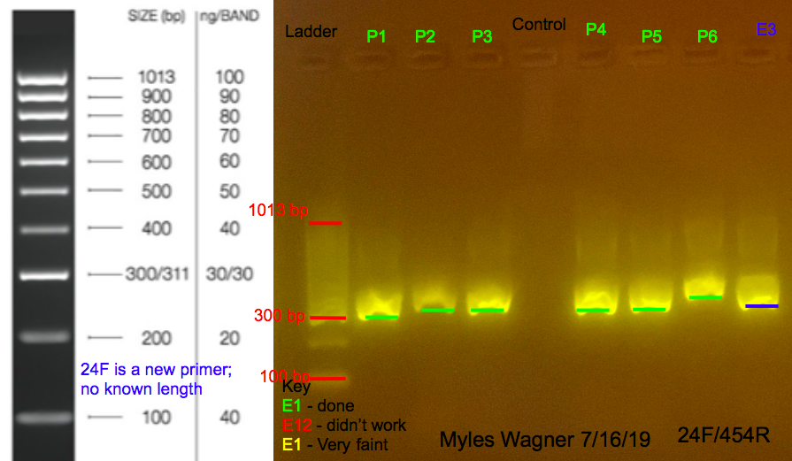 7/16/19 24F Gel #7 07-16-19_24F_Gel7