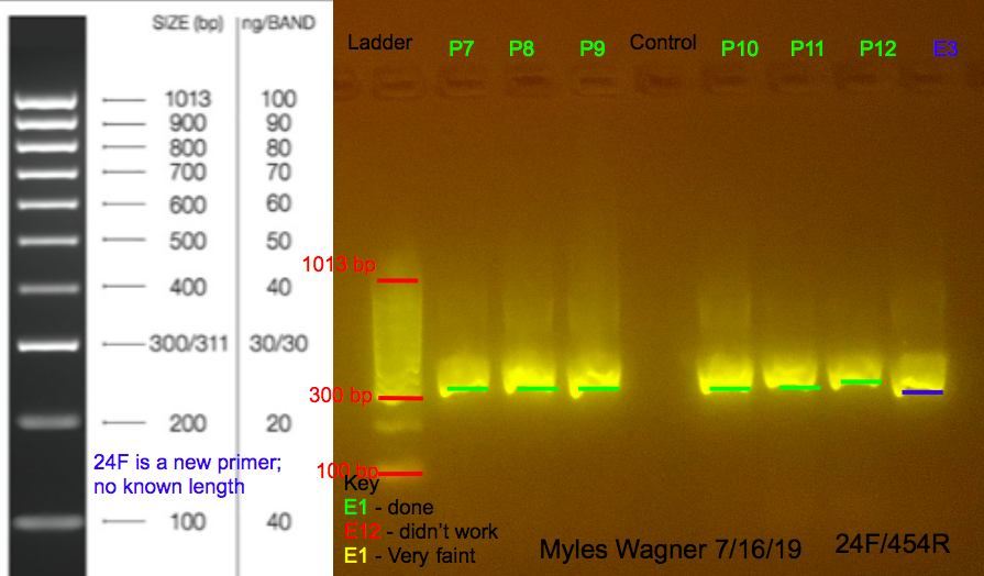 7/16/19 24F Gel #8 07-16-19_24F_Gel8
