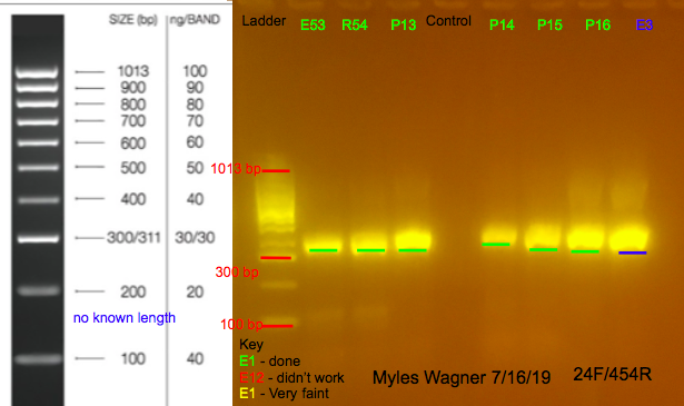 7/16/19 24F Gel #9 07-16-19_24F_Gel9