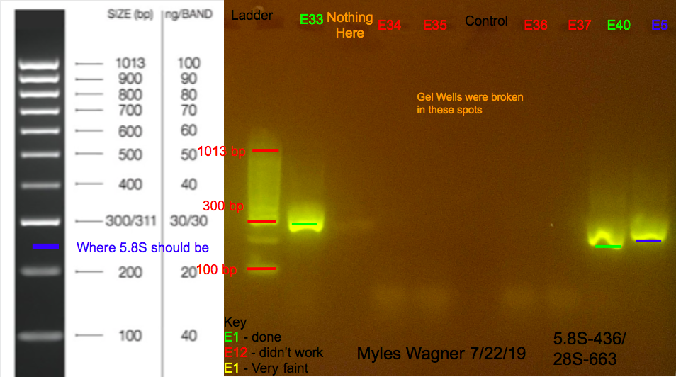 07-22-19_28S_Gel4