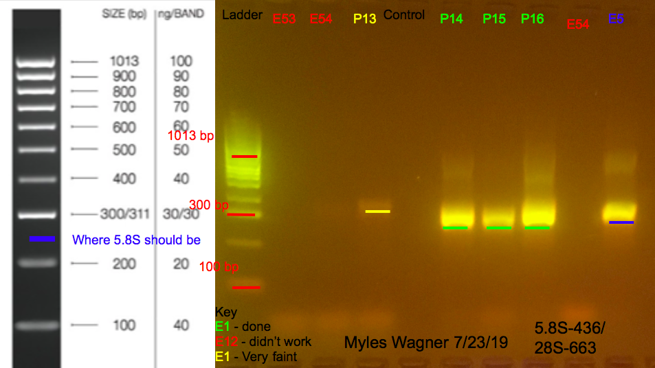 7/23/19 28S Gel #1 07-23-19_28S_Gel1