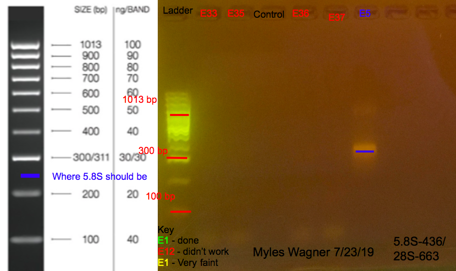 7/23/19 28S Gel #2 07-23-19_28S_Gel2