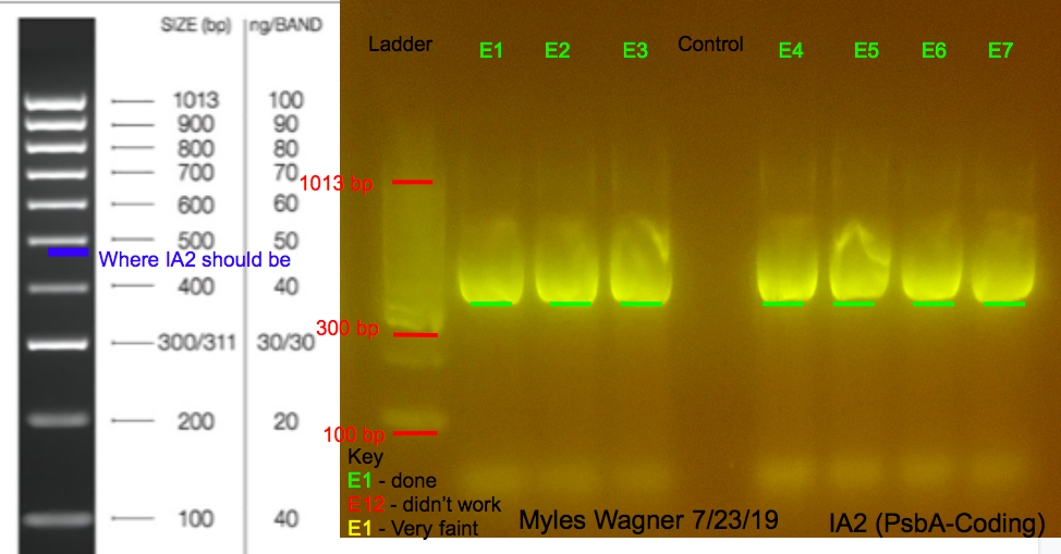 07-23-19_IA2_Gel1